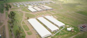 Position available: Senior Stockperson (Piggery) Job, Toowoomba & Darling Downs QLD