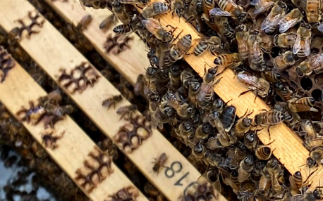 Gundagai Bee Farms Beekeeper